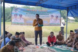 Bupati Batanghari panen raya bersama masyarakat di Pematang Lima Suku
