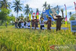 Mengamankan pangan di Provinsi Kalbar kala El Nino