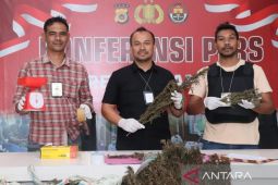 Polres Nagan Raya musnahkan empat Hektar ladang ganja di Beutong Ateuh