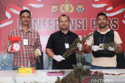 Polres Nagan Raya musnahkan 4 Ha ladang ganja di Beutong Ateuh