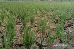DPRD dorong Pemkot Bengkulu cari solusi atasi lahan petani kekeringan