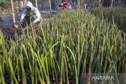 Pembenihan mangrove di kebun bibit rakyat