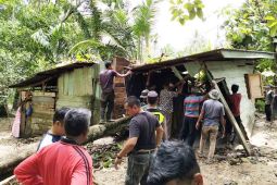 Warga Aceh Timur terluka ditimpa pohon