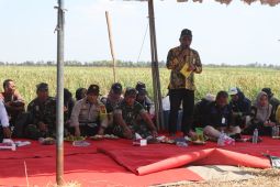 Asisten: Program pengembangan padi 2023 di Batola seluas 14.149 hektare
