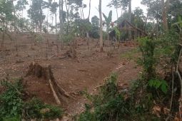 Kemarau berkepanjangan, petani Badui tunda tanam padi huma