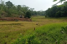 Ada serangan monyet, sejumlah petani Lebak panen lebih awal