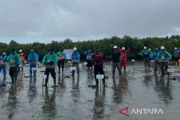 PT PLB tanam 5.500 batang mangrove di Aceh Singkil