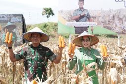 Pangdam IM panen perdana program I'M Jagong