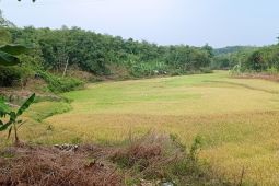 Pemkab Lebak ajukan sertifikasi varietas benih padi lokal ke Kementan