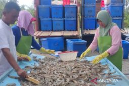 Udang Vaname Abdya tembus pasar internasional