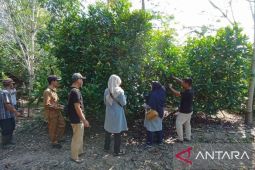 Petani Sambas kembangkan budidaya kopi liberika