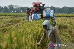 Pj Gubernur: Sektor perkebunan dan pertanian penopang ekonomi Sumut