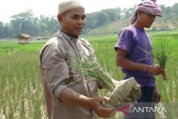 Pemkab Bogor pastikan penuhi kebutuhan beras meski 221 hektare gagal panen