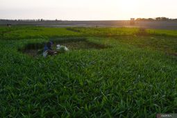 Petani Bali ubah komoditas yang ditanam selama kemarau