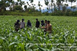 Aceh Besar targetkan produksi 15 ribu ton jagung 2023