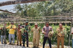 Petani Banua Lawas Tabalong kembangkan bawang merah biji