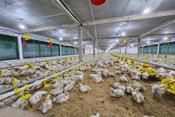 Dua industri peternakan ayam di Singkawang gunakan listrik PLN