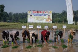 Pemkab HST tanam dan panen padi bantu warga terdampak kekeringan