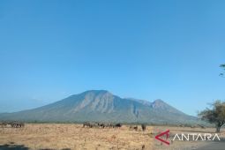 Luas karhutla di Taman Nasional Baluran Situbondo capai 88,66 hektare