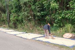 Produksi padi di Lebak Januari-Agustus capai 641.318 ton