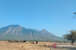 Kebakaran hutah di kawasan Taman Nasional Baluran Situbondo meluas