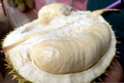 Gorontalo Utara berpeluang besar ekspor durian ke China