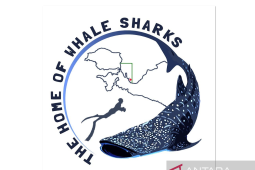 A massive undertaking to protect whale sharks in Indonesia