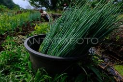 Panen daun bawang di lahan gambut