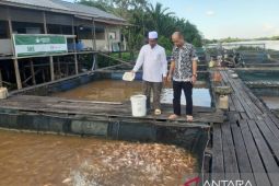 DKP Kalbar memaksimalkan produksi ikan budi daya dengan pakan mandiri