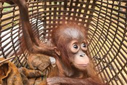 BKSDA Kalbar selamatkan satu bayi orang utan di Melawi