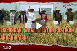 Kekeringan, Wakil Mentan pastikan pangan aman