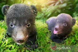Program konservasi di The Amazing Taman Safari Bali sukses kembangbiakan beruang hitam himalaya
