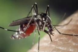 Ini upaya dalam pencegahan DBD