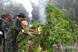 BNN musnahkan 20 hektare ladang ganja di Aceh selama 2023