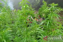 BNN temukan ratusan titik rawan penanaman ganja di Aceh