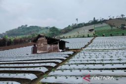 Alokasi pupuk bersubsidi di Rejang Lebong mencapai 8.816 ton
