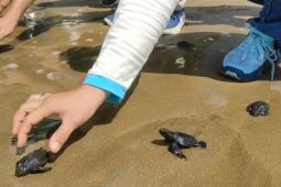 Ratusan ekor tukik dilepas di Pantai Taman Pacitan