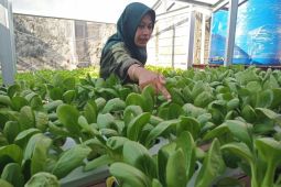 Menanam sayur  di Kampung Atas Air