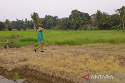 363 hektare sawah di Bengkulu alami kekeringan