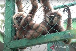 Kampoeng Reklamasi PT Timah rehabilitasi 126 satwa langka