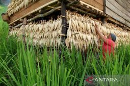 Pemerintah Aceh kampanyekan diversifikasi pangan ke masyarakat