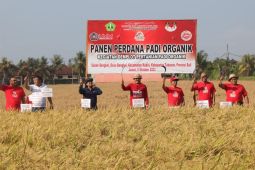 Program ketahanan pangan Pemkab Tabanan produksi padi organik