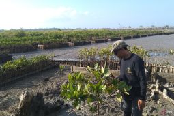 Pemda Bali sasar 2.000 Ha lahan di Buleleng ditanami mangrove