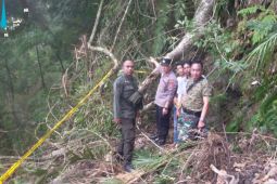 Empat pemburu tewas di hutan akibat tertimpa pohon