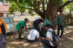 Balai Taman Nasional Baluran Situbondo lepasliarkan trenggiling