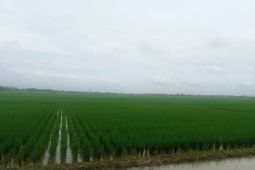 Hujan di Lebak selamatkan tanaman dari kekeringan