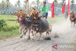 Jembrana lestarikan makepung lewat pelatihan dan lomba