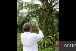 Akademisi Unand ciptakan sensor pendeteksi kematangan buah sawit