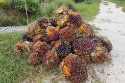 Harga TBS sawit di Kalbar merangkak naik