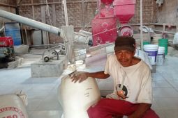 Penggilingan padi di Lebak Banten produksi beras lagi